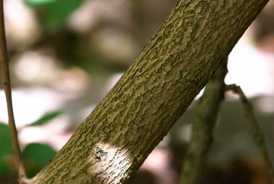 Cotinus coggygria 'Royal Purple' - ruj vlasatá - kůra